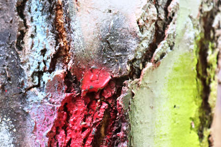 Close up surface of colorful tree bark sprayed with graffiti paintの写真素材