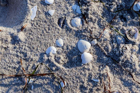 Detailed close up view at shells on a sandy beach at the baltic sea