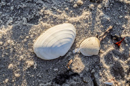 Detailed close up view at shells on a sandy beach at the baltic sea