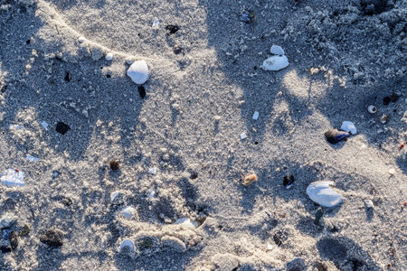 Detailed close up view at shells on a sandy beach at the baltic seaの写真素材