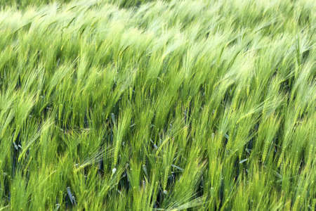Beautiful and detailed close up view on crop and wheat field textures in northern Europeの写真素材