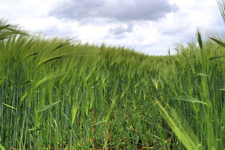 Beautiful and detailed close up view on crop and wheat field textures in northern Europe