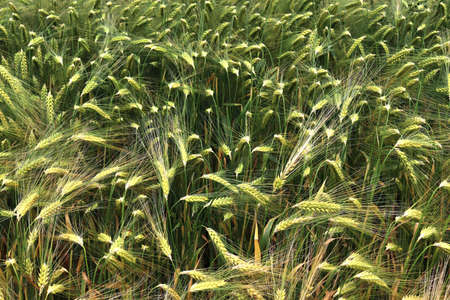 Beautiful and detailed close up view on crop and wheat field textures in northern Europe