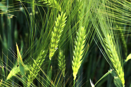 Beautiful and detailed close up view on crop and wheat field textures in northern Europe