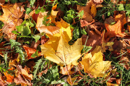 Colorful autumn leaves for backgrounds or textures