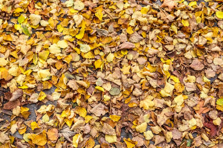 Colorful autumn leaves for backgrounds or textures