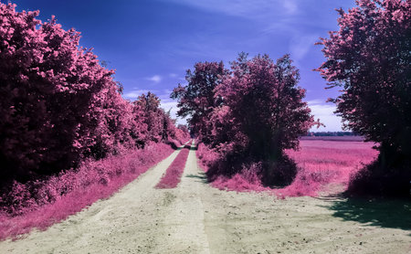 Beautiful purple infrared landscape with a magical look in high resolutionの写真素材