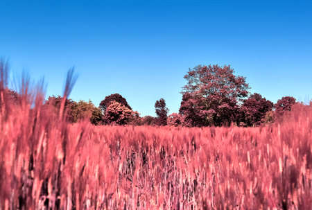 Infrared view on agricultural crop and wheat fields ready for harvesting.の写真素材