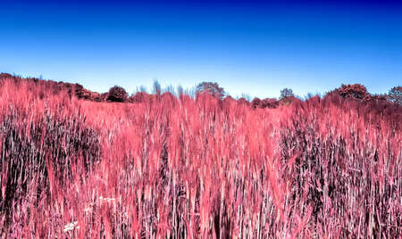 Infrared view on agricultural crop and wheat fields ready for harvesting.の写真素材