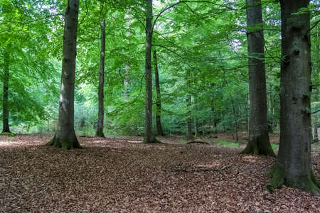 Beautiful view into a dense green forest with bright sunlight casting deep shadow.の写真素材