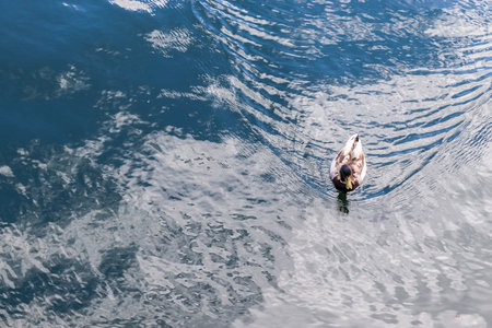 Beautiful duck couple swimming in the water at a coast in germanyの写真素材
