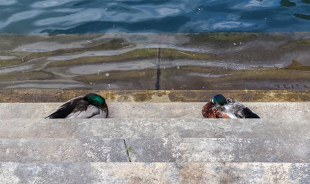 Beautiful duck couple swimming in the water at a coast in germanyの写真素材