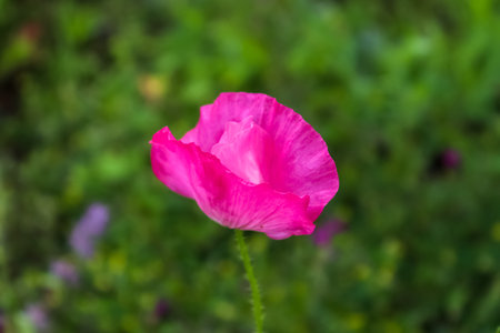 Beautiful red poppy flowers in the sun found in a green gardenの写真素材