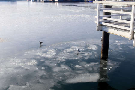 Seagulls on the frozen water at the port of Kielの写真素材