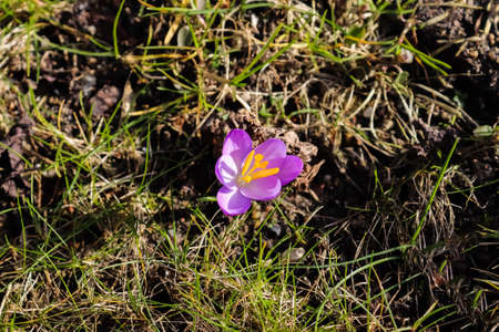 Selective focus. Purple crocus growing outside. View at magic blooming spring flowers crocus...