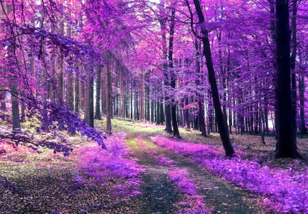 Beautiful pink and purple infrared panorama view into a forest landscape