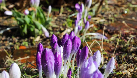 Selective focus on purple crocus flowers with raindrops on it growing outside.