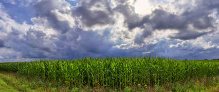 Beautiful high resolution panorama of a landscape with fields and green grass found in Denmark and Germanyの写真素材