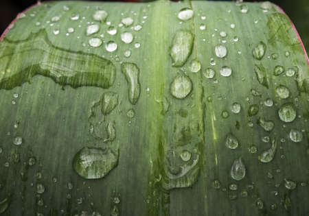 Fresh rain drops in close up view on green grass and plants
