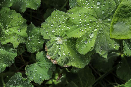 Fresh rain drops in close up view on green grass and plantsの写真素材