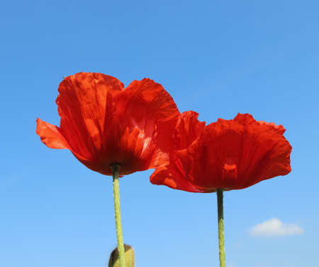 Two red poppy flowers against a clear bluie skyの写真素材