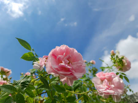 Selective focus of pink rose flowers in a roses garden against the blue skyの写真素材