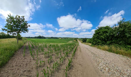Beautiful high resolution panorama of a northern european country landscape with fields and green grass.の写真素材