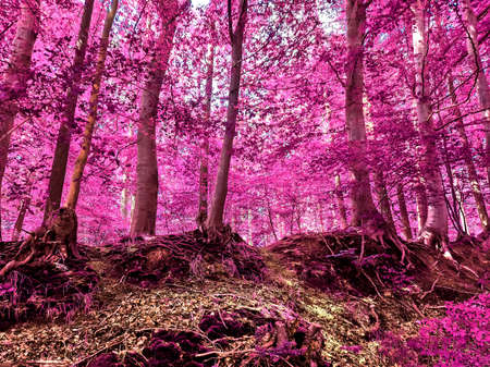Beautiful pink and purple infrared panorama of a countryside landscape with a blue sky.の写真素材