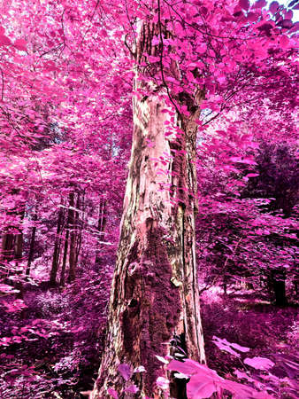 Beautiful pink and purple infrared panorama of a countryside landscape with a blue sky.の写真素材