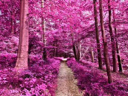 Beautiful pink and purple infrared panorama of a countryside landscape with a blue sky.の写真素材