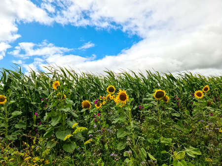 Beautiful yellow Sunfluwers in a rural environment on a sunny dayの写真素材