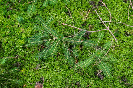 Detailed close up view on a forest ground texture with moss and branches found in a european forest