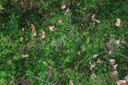 Detailed close up view on a forest ground texture with moss and branches found in a european forest
