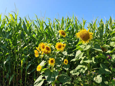 Beautiful yellow Sunfluwer in a rural environment in front of a crop field on a sunny dayの写真素材
