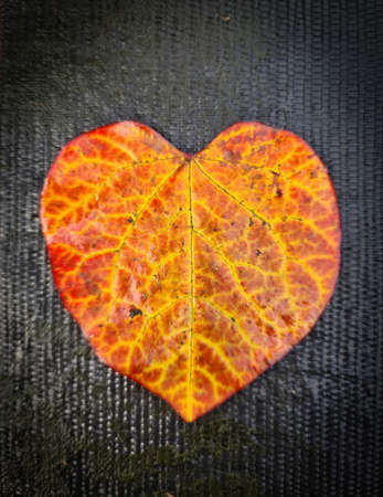 Selective focus of an autumn leaf in heart shape - romantic background with love and compassionの写真素材
