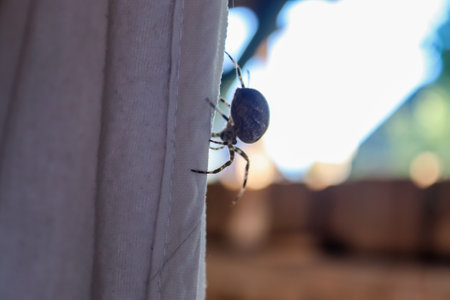 Selective focus of a big spider walking on the clothes at a clotheslineの写真素材