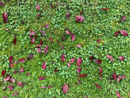 Colorful autumn leaves for backgrounds or textures