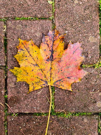 Colorful autumn leaves for backgrounds or textures