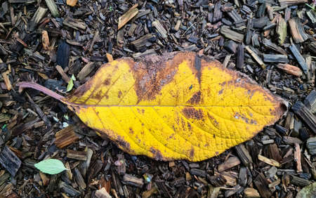 Colorful autumn leaves for backgrounds or textures