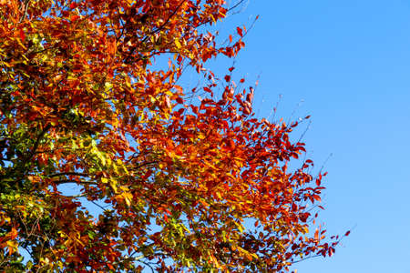 Beautiful autumn tree with red and orange colored leaves on a sunny day