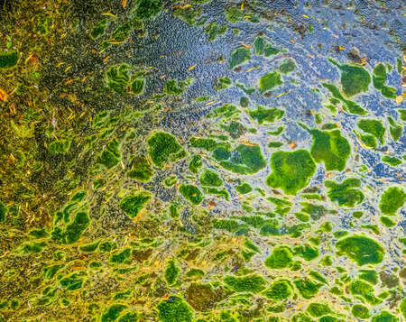 Background texture pattern of algea forming thick layer on water surface.