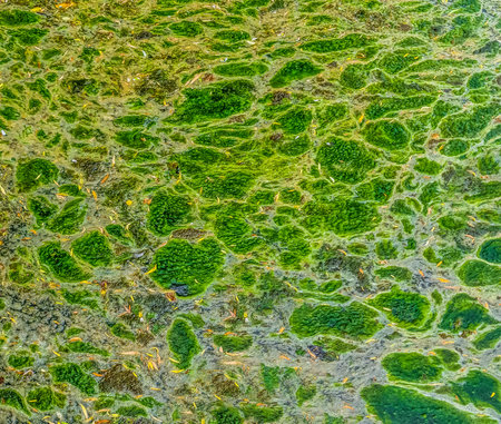 Background texture pattern of algea forming thick layer on water surface.の写真素材
