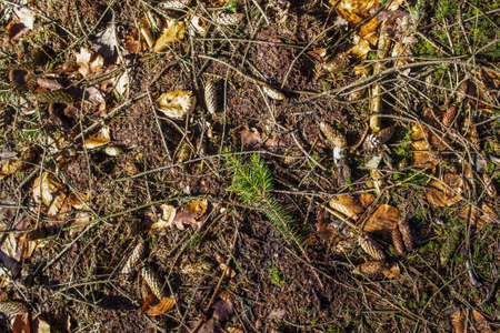 Detailed close up view on a forest ground texture with moss and branches found in a european forestの写真素材