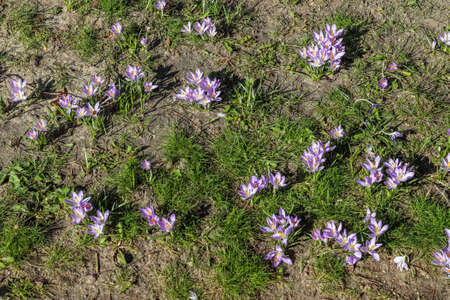 Lots of purple crocus growing outside. View at magic blooming spring flowers crocus sativus.