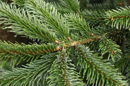 Close up of green fir branch with many needles
