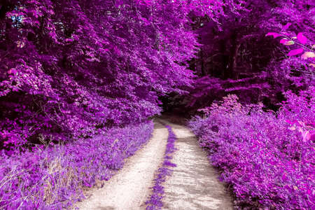 Beautiful pink and purple infrared panorama of a forestの写真素材