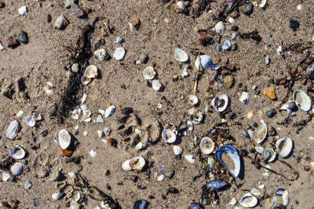 Shells on the beach sand in the summer sunshine - holiday background