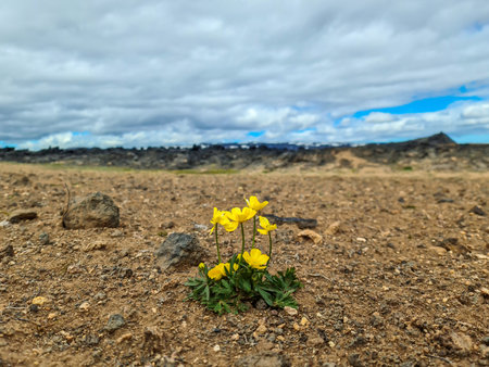 A lonely yellow flower on a very dry volcanic gound showing some hopeの写真素材