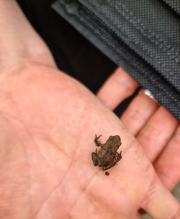 A small frog sits on a female hand next to a Corona mask