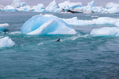 Iceland, Jokulsarlon Lagoon, Turquoise icebergs floating in Glacier Lagoon on Iceland
